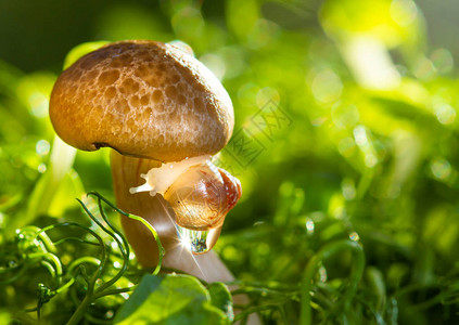 绿树成荫的蘑菇和小蜗牛的景色图片