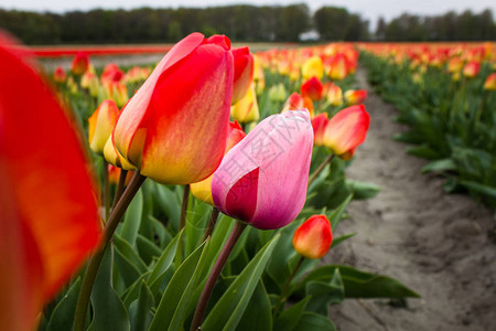 彩色郁金香的领域粉红色和红色的花郁金香柔和的选择焦点图片