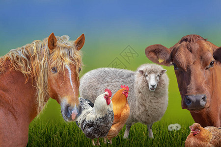 农场动物群牛羊鸡马图片