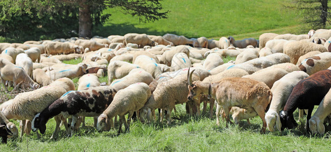 许多在山上放牧的羊群图片