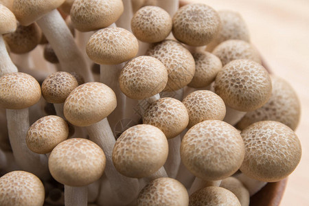 山毛榉蘑菇特写图片