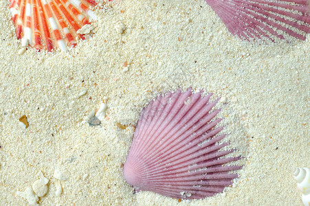 白色沙滩上的红色和橙色扇贝Amusiumpleuronectes贝壳图片