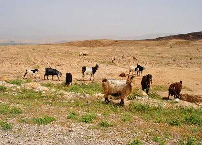 在约旦农村放牧的一群山羊在约旦图片