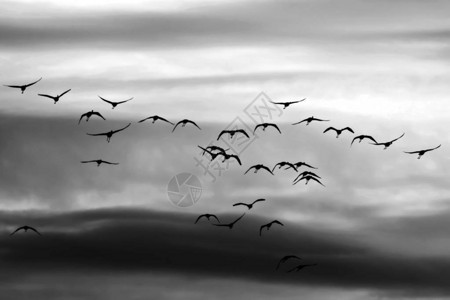 鸟群日落天空背景抽象自然图片