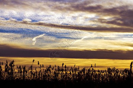 鸟群日落天空背景抽象自然图片