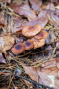 一群可食用蘑菇蜂蜜迷彩被称为Armillariamellea在秋图片