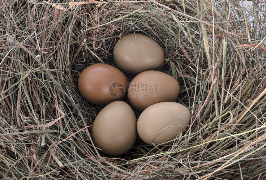 巢中的一群野鸡蛋图片