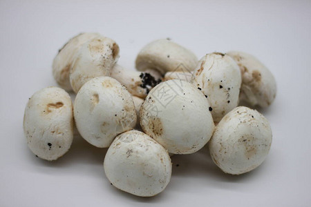 白色背景中新鲜采摘的蘑菇图片
