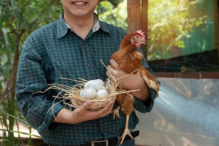 亚洲农民把新鲜鸡蛋放在篮子里图片