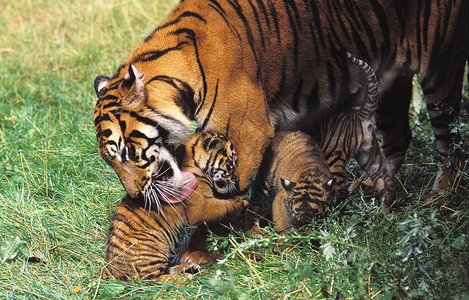 苏门答腊虎豹式吉格里斯苏马特拉猛虎Licking图片