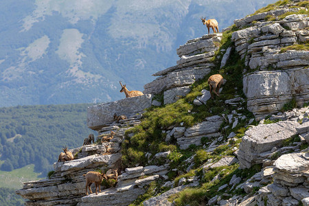 有后代的羚羊家庭山顶岩石上的野生羚羊自然界图片