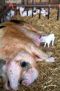 一只Gloucester老斑点的母猪和她的幼猪图片
