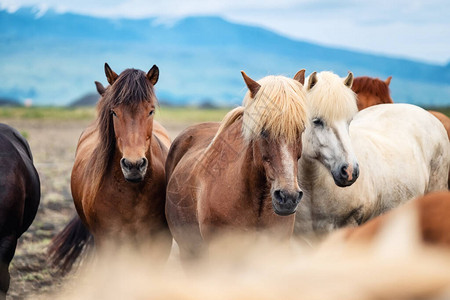 冰岛的马一群野马冰岛西峡湾的马与野生动物组成旅图片