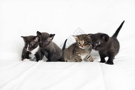四只可爱的小猫图片