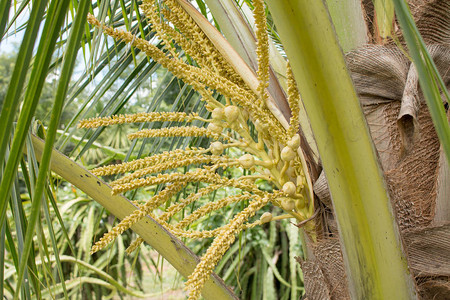 植物上的新鲜椰子花早午餐图片