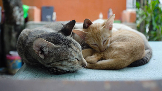 猫一家睡在桌子上猫和小猫图片