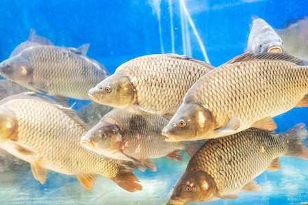 很多鱼在水族馆里的鲤鱼背景图片