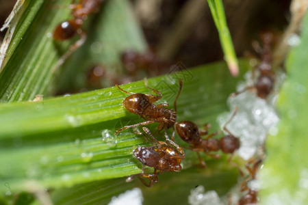 红蚂蚁满是蚂蚁的丘酷图片