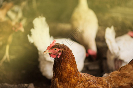 鸡舍里的母鸡生物农场的母鸡舍里的鸡阳光明媚的日子里农场里的鸡图片