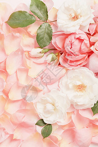 玫瑰花朵和花瓣背景图片