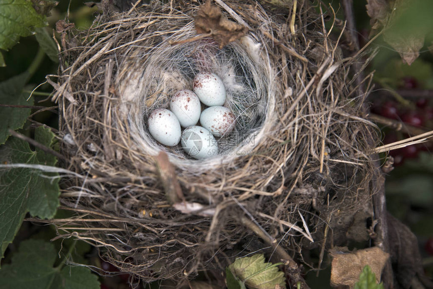 在树上的一个巢中的白色斑点鸡蛋图片