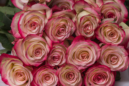 玫瑰花蕾与白色和粉红色花图片