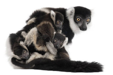 母亲和婴儿黑白毛边狐猴图片