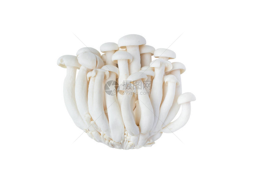 白色山毛榉蘑菇或Shimeji蘑菇隔离在白色背景图片