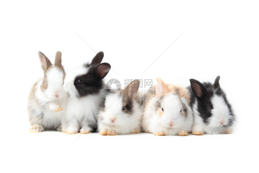 一群白色背景的可爱毛绒兔子可爱兔图片
