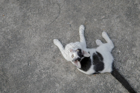 街上的流浪猫家养黑白猫图片