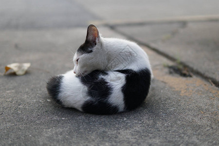 街上的流浪猫家养黑白猫图片