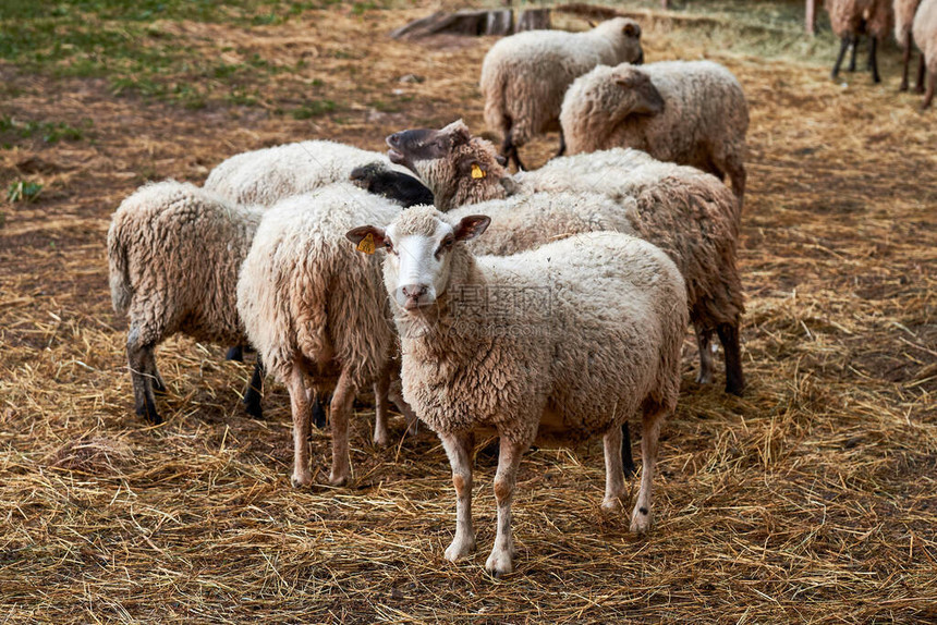 国产白羊羊群图片