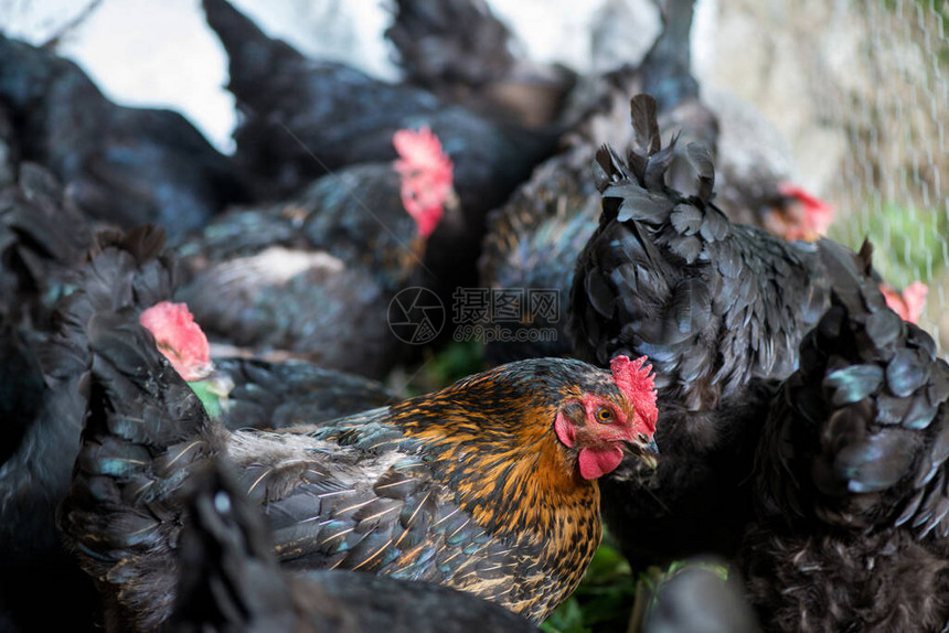 鸡群紧靠近鸡群在农场的母鸡有图片