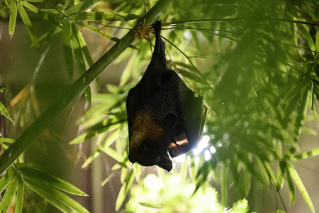 夜间飞行狐狸或动物园的Pteropus亚图片