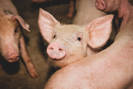 农村地区农场上许多小猪养殖有机农业图片