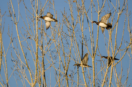 一群木鸭在秋天的树上低飞图片
