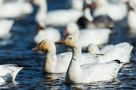 自然栖息地的大群白鹅图片