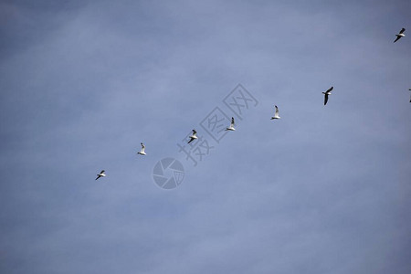 一群海鸥在深蓝色的天空中高飞翔图片