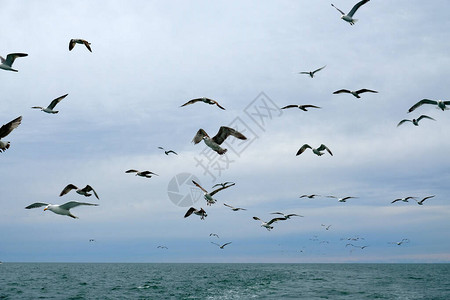 不同类型的海鸥在天空中鸟儿在渔船后面飞翔动物捕捉小鱼黑海春天图片