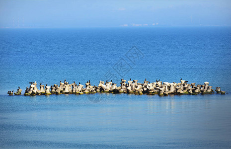 海石上的海鸥群图片