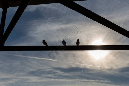 三只鸟的剪影栖息在铁架上背光图片