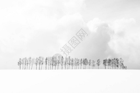 日本北海道雪冬季节美丽的户外自然景观与树枝图片