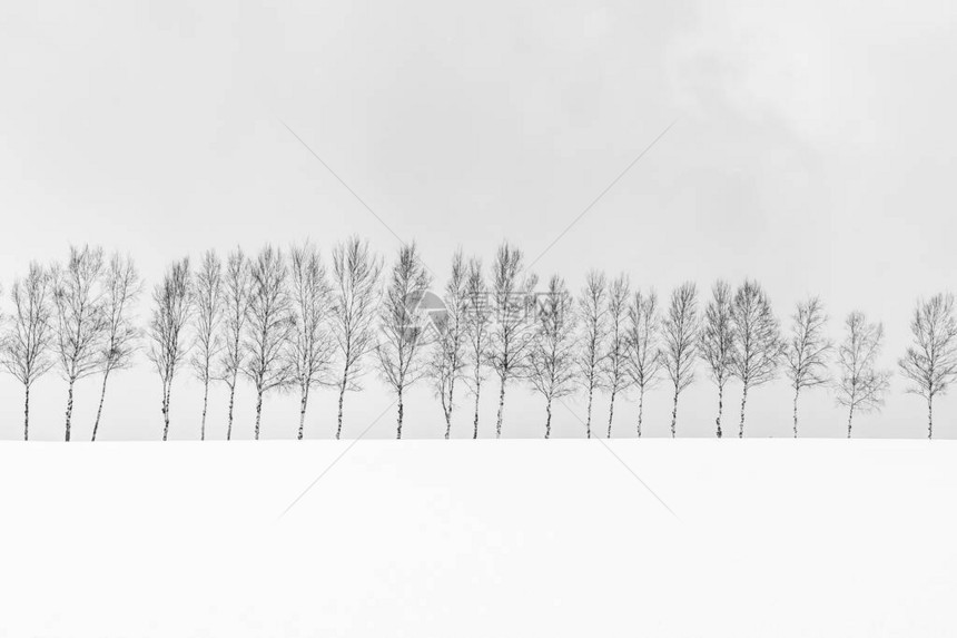 日本北海道雪冬季节美丽的户外自然景观与树枝图片