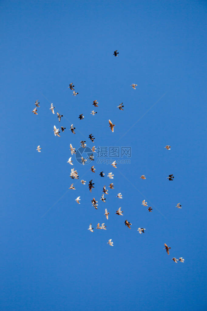 成群的鸟儿在蓝天上飞翔图片