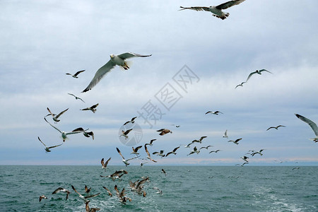 不同类型的海鸥在天空中鸟儿在渔船后面飞翔动物捕捉小鱼黑海春天图片