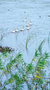 天鹅在湖中成群结队地游来去图片