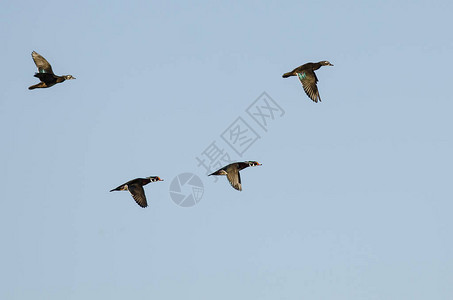 一群木鸭在蓝天中飞翔图片