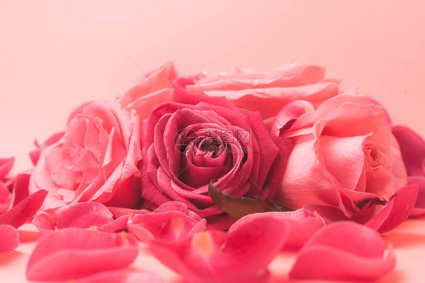 粉红玫瑰花蕾的近身照片一张卡图片