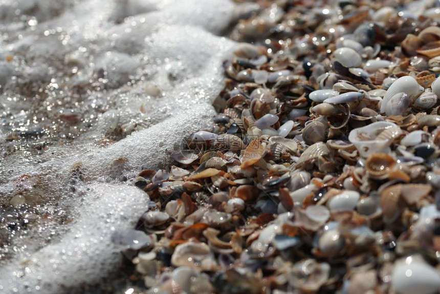 彩色贝壳与海岸背景上的海滩波浪图片