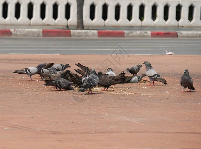 一群鸽子在街中央吃东西图片